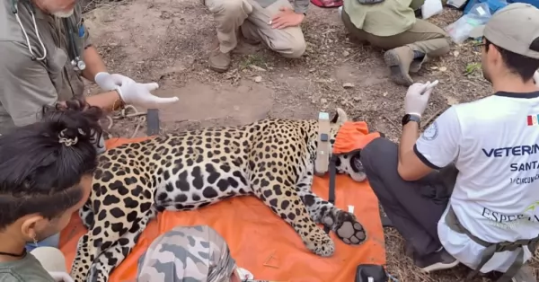 Colocaron un collar satelital a un yaguareté en el Parque Nacional El Impenetrable