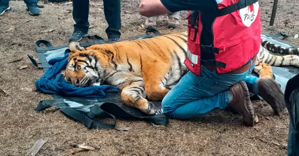 La Policía Federal rescata a dos tigres de bengala en Balcarce y serán trasladados a Jordania