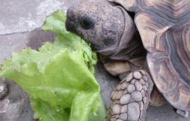 Le robaron la tortuga de su hija y pide ayuda para encontrarla