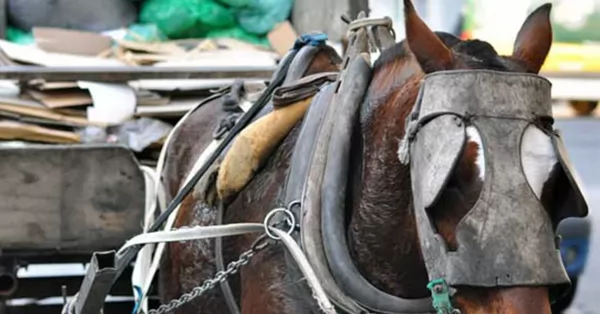 Exigen que se cumpla la prohibición de la tracción a sangre tras la muerte de un caballo en Capitán Bermúdez