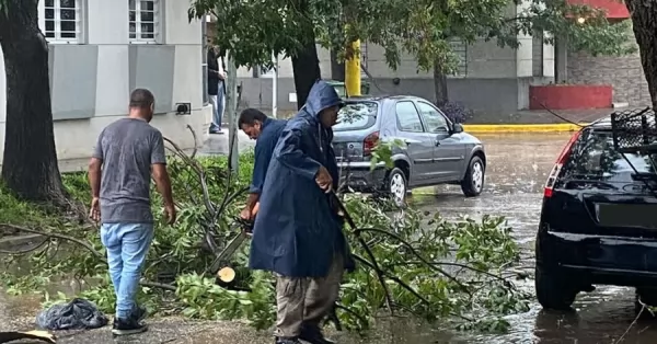 Cayeron arboles producto de la tormenta en San Lorenzo