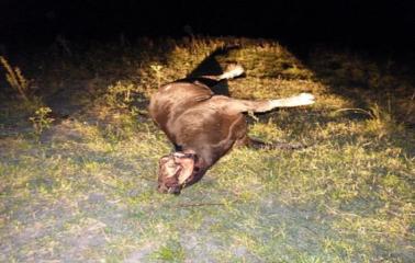 Misterio: otra vez vacas mutiladas en Santa Fe