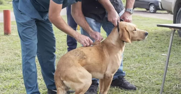 Perros y gatos recibieron la vacuna contra la rabia