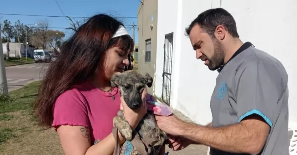 Más de 3 mil perros y gatos fueron desparasitados y vacunados contra la rabia en San Lorenzo 