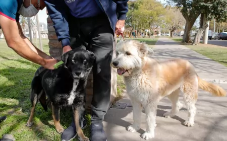 Vacunaron contra la rabia a perros y gatos en barrio San Martín