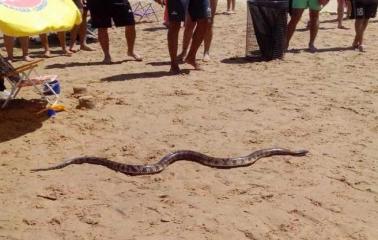 Alerta en la costa rosarina por la aparición de víboras