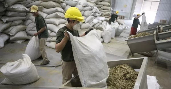 Aumentó el consumo de yerba en el país